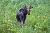 Curious Moose_02916